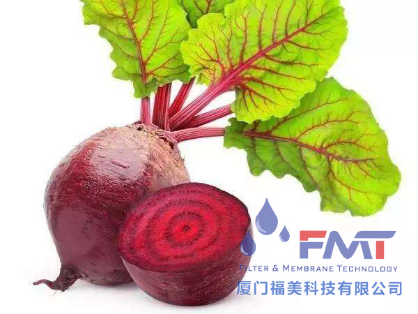 甜菜.jpg